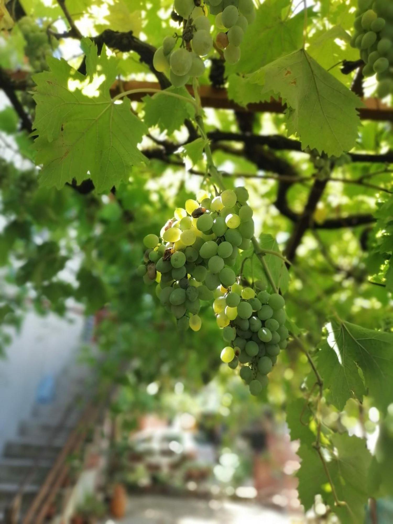 Apartmani Lala 2 Čanj Dış mekan fotoğraf